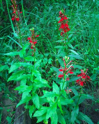 Cardinal Flowers, Des Plaines River Trailway, IL