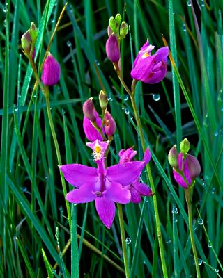 Grass Pinks, Illinois Beach State Park, IL