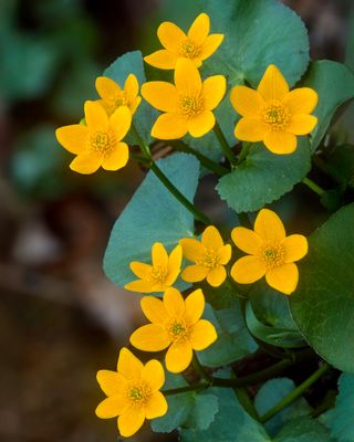 Marsh Marigolds, Capt. Daniel Wright Woods, IL