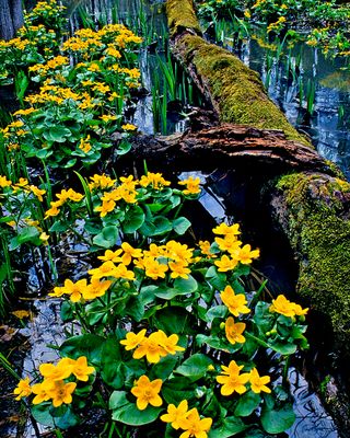 Marsh Marigolds, Capt. Daniel Wright Woods, IL