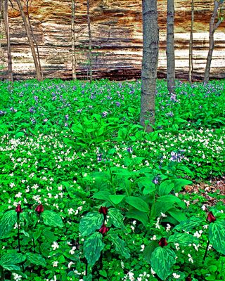 Prairie Trillium, False Rue Anenome, and Bluebells, LaSalle Canyon, Starved Rock State Park, IL