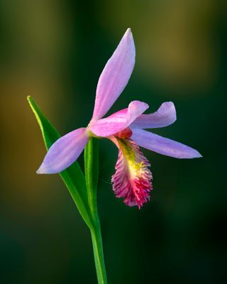 Rose Pogonia, Volo Bog, IL