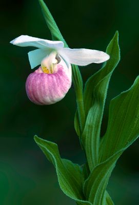 Showy Lady's-slipper, IL