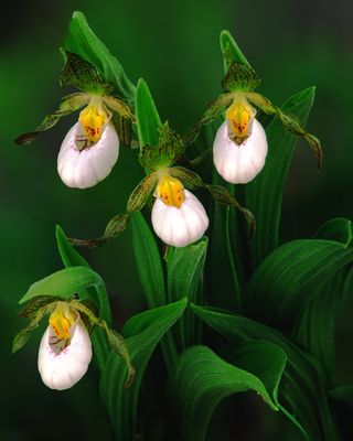 Small White Lady's-slipper, Grant Woods, IL