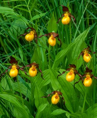 Small Yellow Lady's Slippers, Grant Woods, IL