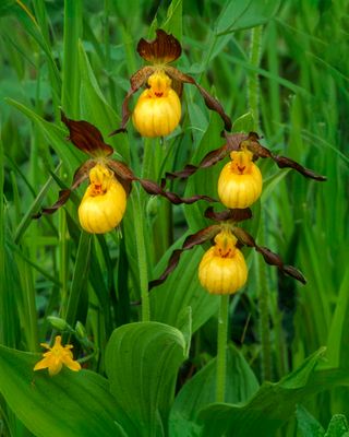 Small Yellow Lady's-slipper and Yellow-eyed Grass, Grant Woods, IL