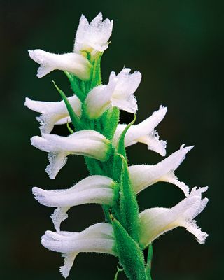 Nodding Ladies Tresses, Illinois Beach State Park, IL