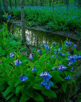 Virginia Bluebells, along Spring Creek, Messenger Woods, IL