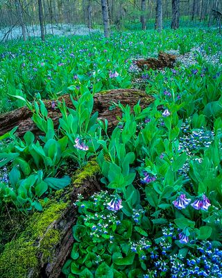 Virginia Bluebells, Blue-eyed Mary, Wild Ginger, Messenger Woods Floodplain along Spring Creek, IL
