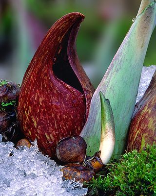 Skunk Cabbage, Ryerson Conservation Area, IL