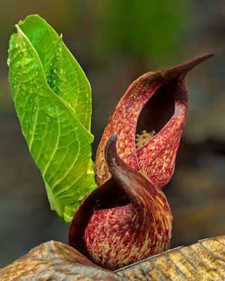 Skunk Cabbage, Ryerson Conservation Area, IL
