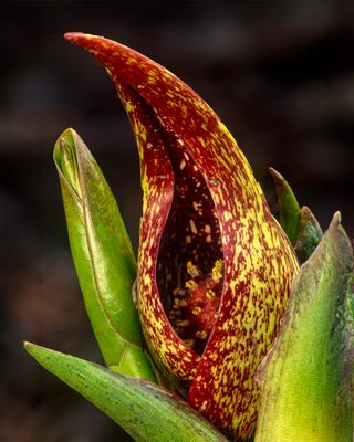 Skunk Cabbage, Ryerson Conservation Area. IL