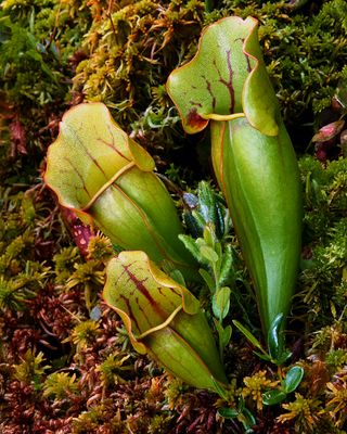 Pitcher Plant and Sphagnum Moss, Volo Bog, IL