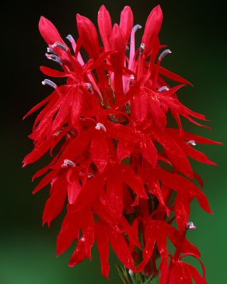 Cardinal Flower, Des Plaines River Trailway, IL