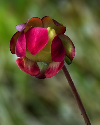 Pitcher Plant Flower, Volo Bog, IL