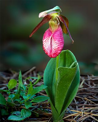 Pink Moccasin Lady's-slipper, IL