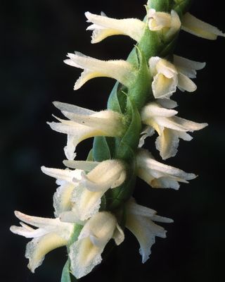 Ladies Tresses, Illinois Beach State Park, IL.jpg