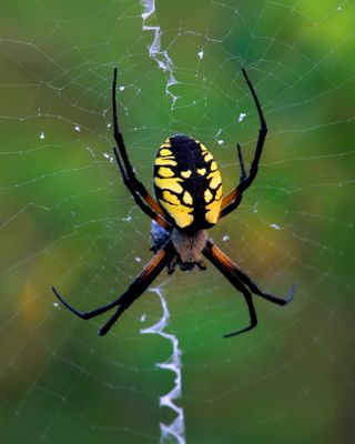 Argiope Spider, Somme Prairie, IL