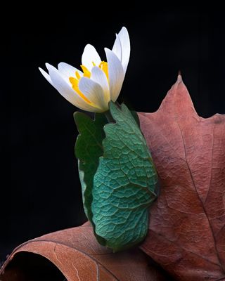 Bloodroot and Leaves, Messenger Woods, IL