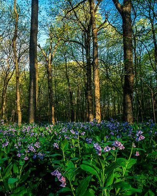 Bluebells, Mesenger Woods, IL