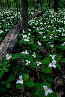 Large Flowered Trillium, Messenger Woods, IL 1995