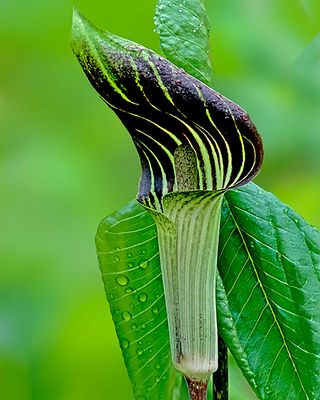Jack-in- the-Pulpit, Messenger Woods, IL