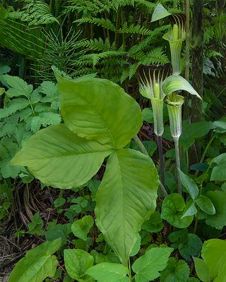 Jack-in the-Pulpits
