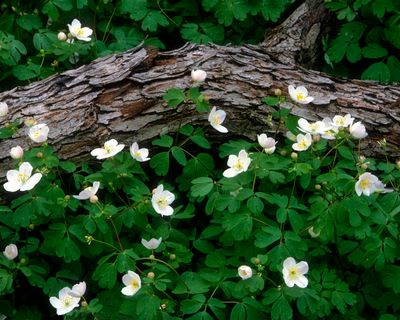 False Rue Anenome, Messenger Woods, IL