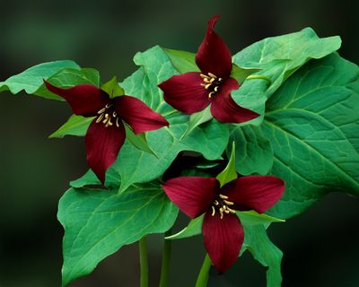 Red Trillium, Mississippi Palisades State Park, IL