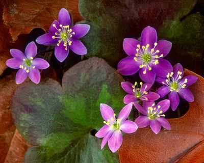 Roound-lobed Hepatica, Moraine Hills State Park, IL