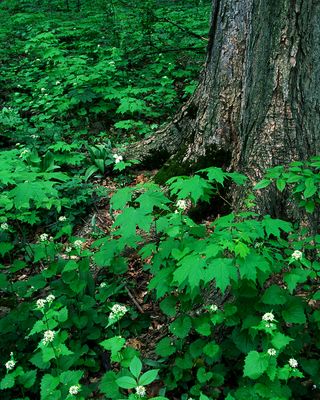 Large flowering Trillium absent after deer grazing, Daniel Wight Woods, Il