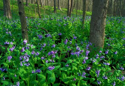 Virginia Bluebells