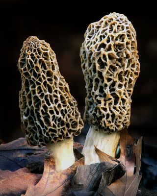 Morel Mushrooms, Messenger Woods, IL