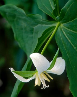 Nodding Trillium (Gleason's Trillium), Messenger Woods, IL