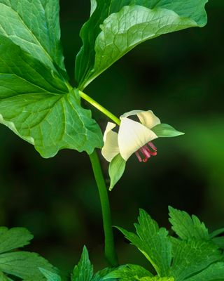 Nodding Trillium, Winthrop Harbor, IL