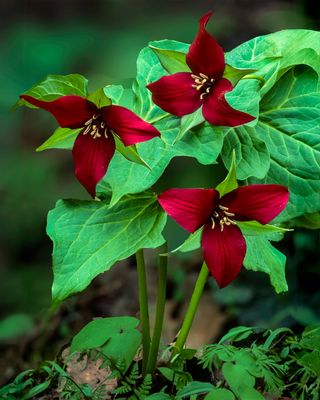 Red Trillium, Mississippi Palisades State Park, IL