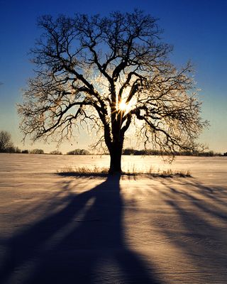 Remnant White Oak in a Farm Field along Hunt Club Road, IL