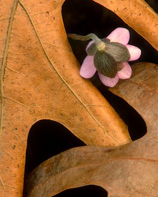 Round Lobed Hepatica, Daniel Wright Woods, IL