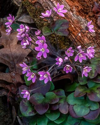 Round-lobed Hepatica, Moraine Hills State Park, IL