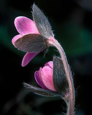 Round-lobed Hepatica, Moraine Hills State Park, IL