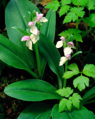 Showy orchis habitat