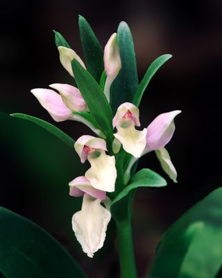 Showy Orchis, Missisippi Palisades State Park, IL
