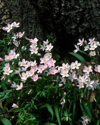 Spring Beauties