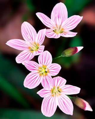 Spring beauty