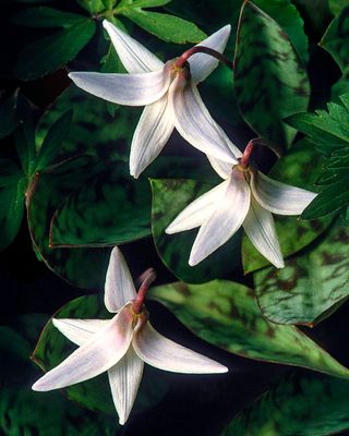 Trout Lilies, Messenger Woods, IL