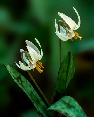 Trout Lilies, Capt. Daniel Wright Woods, IL