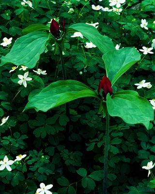 Wake Robin Trillium and False Rue Anenome, Messenger Woods, IL