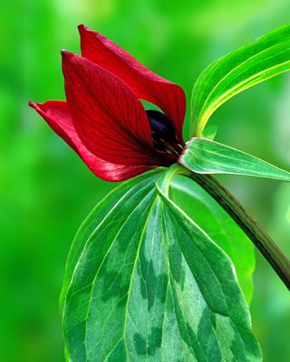 Waker Robin Trillium, Messenger Woods, IL