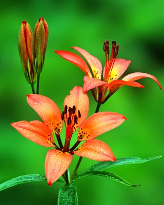 Wood Lily, Illinois Beach State Park, IL