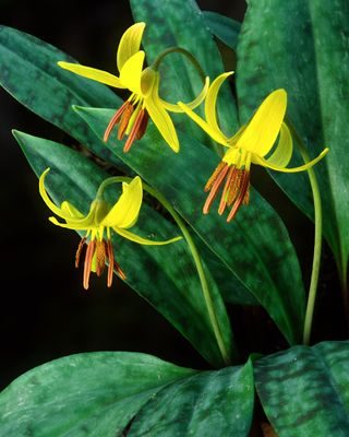 Yellow Trout Lilies, Higginbotham Woods, IL
